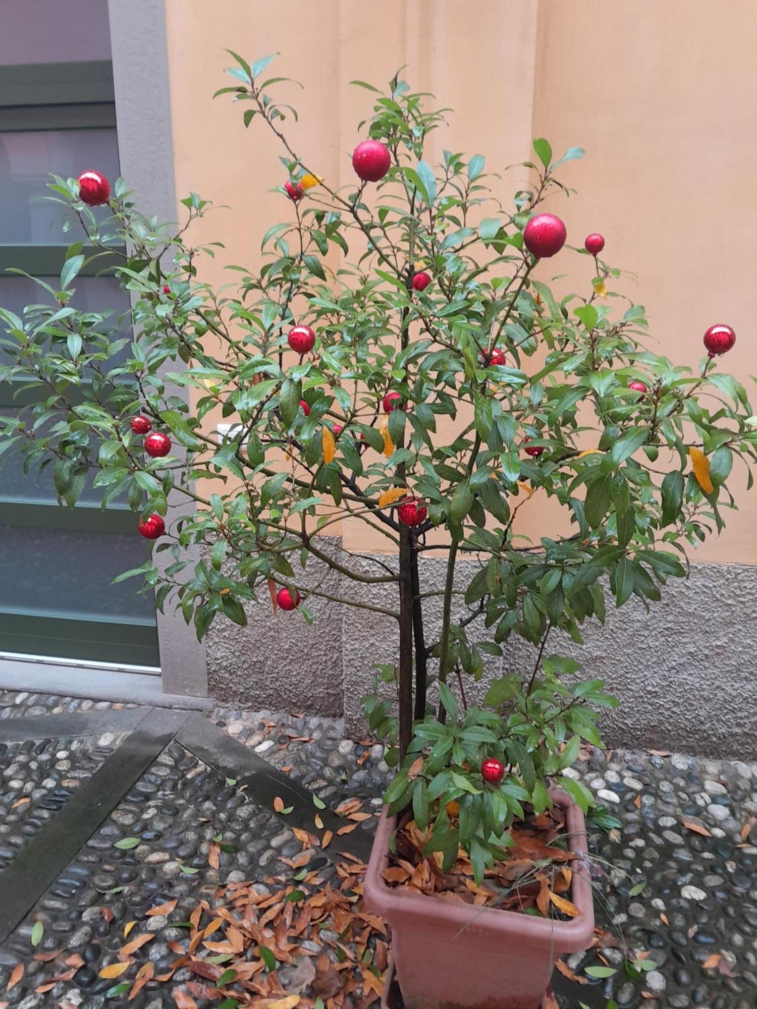 La Corte Dei Cappuccini Bergamo Exteriör bild